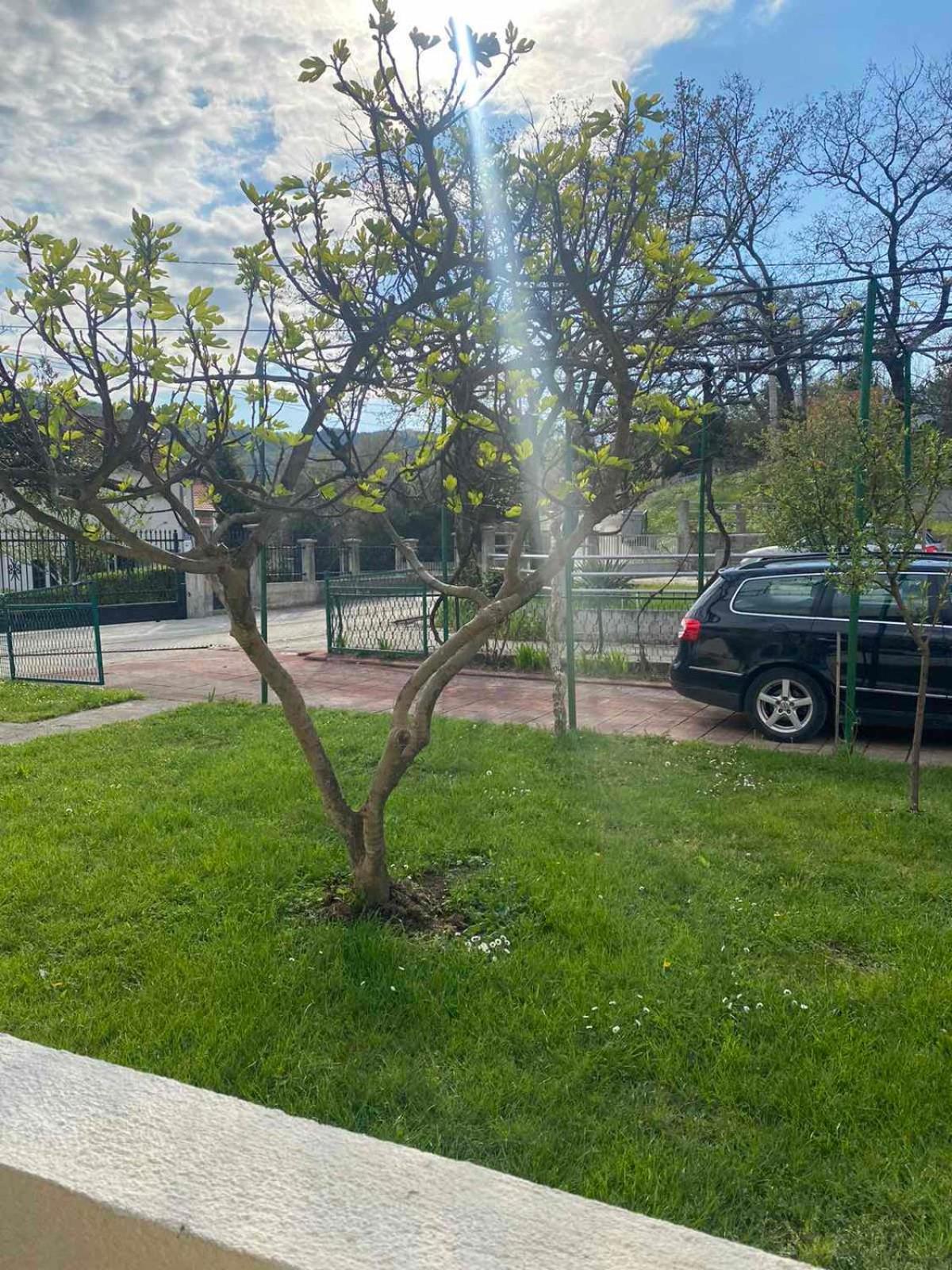 Apartmani Zelenika Herceg Novi Oda fotoğraf